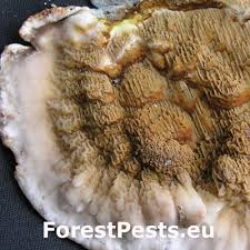 Attēlu rezultāti vaicājumam “Didymium serpula”