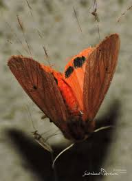 Attēlu rezultāti vaicājumam “Phragmatobia fuliginosa imago”