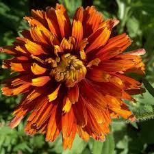 Image result for Rudbeckia
