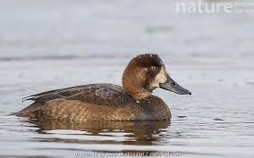 Image result for Aythya marila