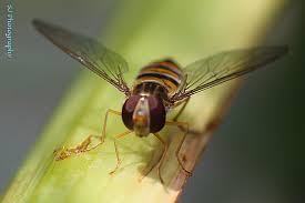 Attēlu rezultāti vaicājumam “Episyrphus balteatus”