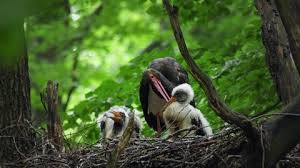 Attēlu rezultāti vaicājumam “Ciconia nigra nest”