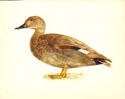 Attēlu rezultāti vaicājumam “Anas strepera”