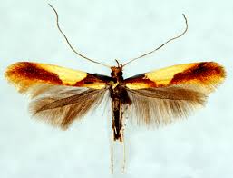 Attēlu rezultāti vaicājumam “Caloptilia alchimiella”