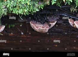 Attēlu rezultāti vaicājumam “Gloiodon strigosus”