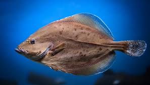 Image result for Pleuronectes platessa