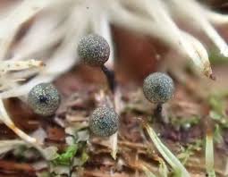 Attēlu rezultāti vaicājumam “Diderma testaceum”