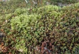 Attēlu rezultāti vaicājumam “Dicranella crispa”