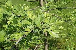 Attēlu rezultāti vaicājumam “Crataegus monogyna subsp. nordica”
