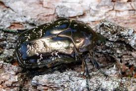 Attēlu rezultāti vaicājumam “Liocola lugubris”