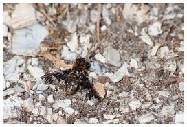 Attēlu rezultāti vaicājumam “Exoprosopa capucina”