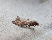 Attēlu rezultāti vaicājumam “Epermenia falciformis”