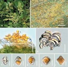 Attēlu rezultāti vaicājumam “Trachyspora intrusa”