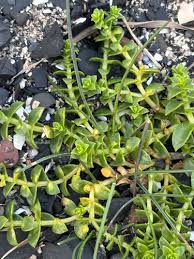 Attēlu rezultāti vaicājumam “Honckenya peploides flower”