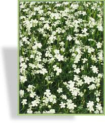 Image result for Steinnelke