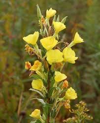 Attēlu rezultāti vaicājumam “Oenothera biennis bud”