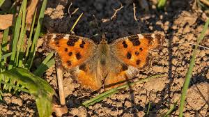 Attēlu rezultāti vaicājumam “Nymphalis polychloros”