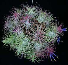Image result for tillandsia umbellata