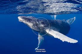 Image result for Megaptera novaeangliae