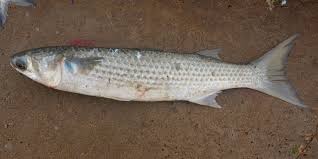 Image result for Mugil liza