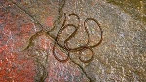 Attēlu rezultāti vaicājumam “Gordius aquaticus”