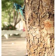 Attēlu rezultāti vaicājumam “Caenolyda reticulata”