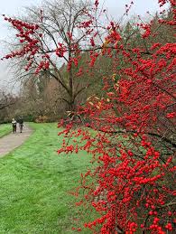 Attēlu rezultāti vaicājumam “Fraxinus excelsior Pendula female flower”