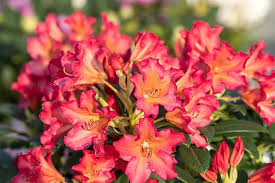 Attēlu rezultāti vaicājumam “Rhododendron sichotense flower”