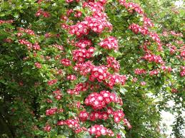 Attēlu rezultāti vaicājumam “Crataegus laevigata”