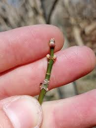 Attēlu rezultāti vaicājumam “Acer negundo bud”