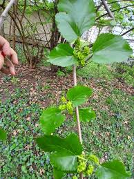 Attēlu rezultāti vaicājumam “Morus alba leaf”