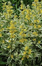 Attēlu rezultāti vaicājumam “Lysimachia punctata”