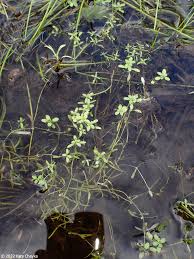 Attēlu rezultāti vaicājumam “Callitriche verna flower”