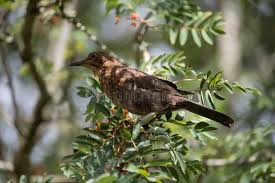 Attēlu rezultāti vaicājumam “Turdus merula juvenile”