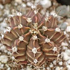 Image result for Gymnocalycium