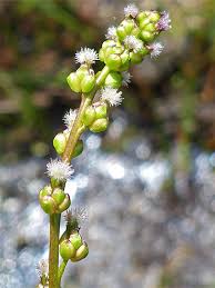 Attēlu rezultāti vaicājumam “Juncaginaceae”