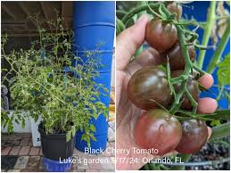 Afbeeldingsresultaat voor black cherry tomato