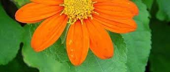 Image result for Tithonia rotundifolia