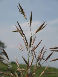 Attēlu rezultāti vaicājumam “Bromopsis inermis fruit”