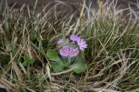 Attēlu rezultāti vaicājumam “Primula farinosa flower”