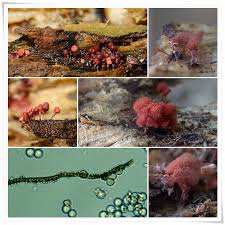 Attēlu rezultāti vaicājumam “Arcyria incarnata spores”