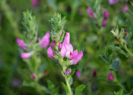 Attēlu rezultāti vaicājumam “Ononis arvensis”