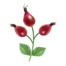 Attēlu rezultāti vaicājumam “Rosa subcanina fruit”