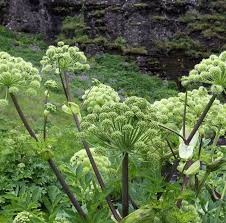 Image result for Angelica archangelica