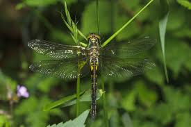 Attēlu rezultāti vaicājumam “Somatochlora flavomaculata”