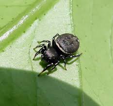 Attēlu rezultāti vaicājumam “Heliophanus sp.”