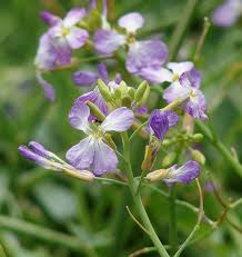 Image result for Raphanus sativus ssp. Oleiformes