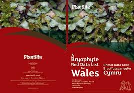 Attēlu rezultāti vaicājumam “Seligeria pusilla sporophyte”