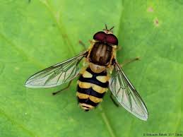 Attēlu rezultāti vaicājumam “Syrphus torvus”