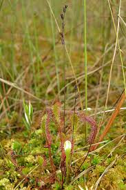 Attēlu rezultāti vaicājumam “Drosera x obovata”